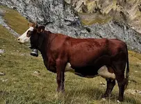 Vache de race Abondance en alpage, utilisée pour la production de Raclette de Savoie IGP